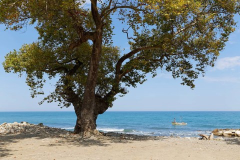 Oriental Plane Tree (Platanus orientalis) on the beach
