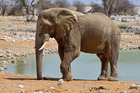 African Elephant (Loxodonta africana)