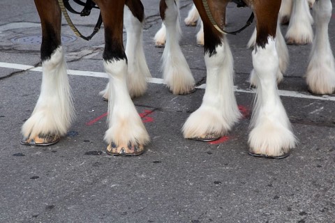 Feet of the Budweiser Clydesdales in Detroit's Thanksgiving Day Parade