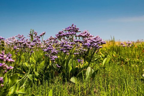 Common Sea Lavender (Limonium vulgare)