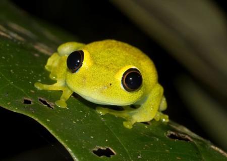 Green bright-eyed frog (Boophis viridis) in the rainforest of Andasibe