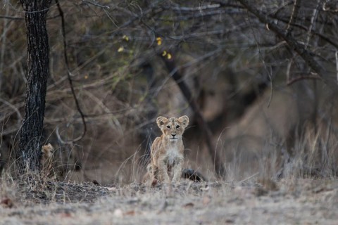 Asiatic lion (Panthera leo persica) cub