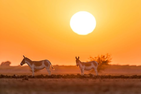 Onager or Asiatic wild ass (Equus hemionus)