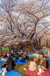 Japanese picnic under cherry blossoms in Yoyogi Park at Hanami Fest