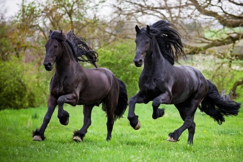 Friesian or Frisian horses