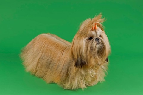 Shih Tzu female