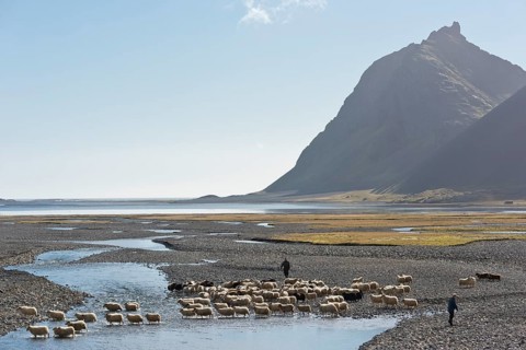 Sheep are rounded up on foot