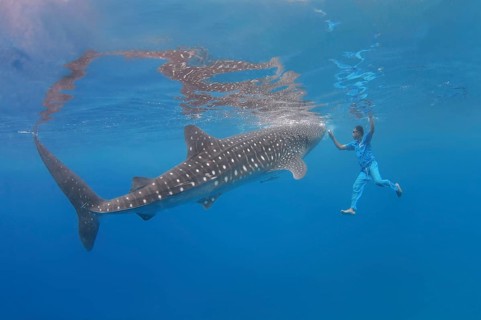 Whale shark (Rhincodon typus) Bohol Sea