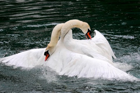 Two Mute Swans (Cygnus olor) fighting