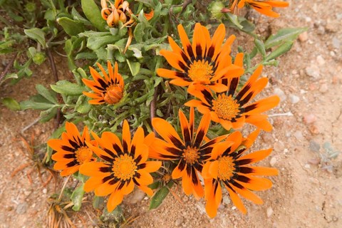 Gazanias (Gazania spec.)