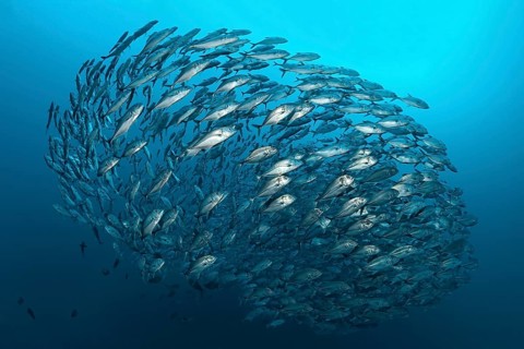 Swarm Bigeye trevallies (Caranx sexfasciatus)