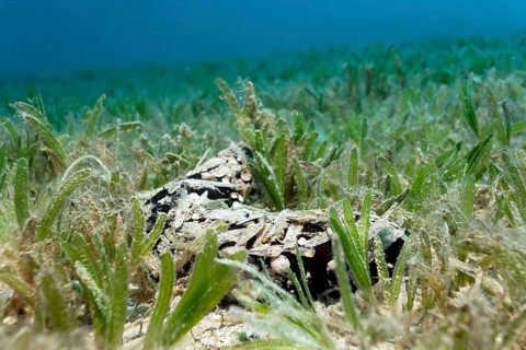 Sea cucumber (Actinopyga miliaris) camouflaged with leaves of the seagrass meadow