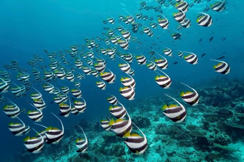 School of Schooling Bannerfish (Heniochus diphreutes) over a coral reef