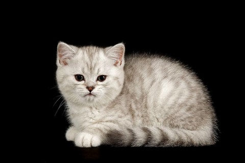 Selkirk Rex