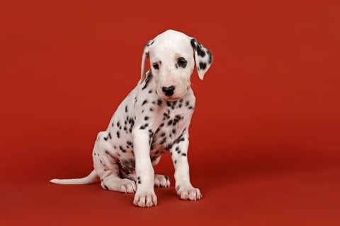 Dalmatian