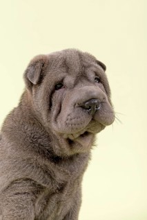 Shar Pei puppy
