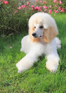Poodle