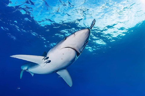 Blue Shark (Prionace glauca)