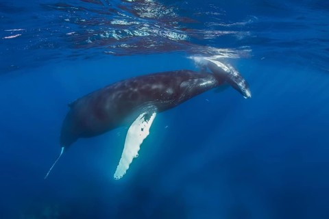 Humpback Whale (Megaptera novaeangliae) with young