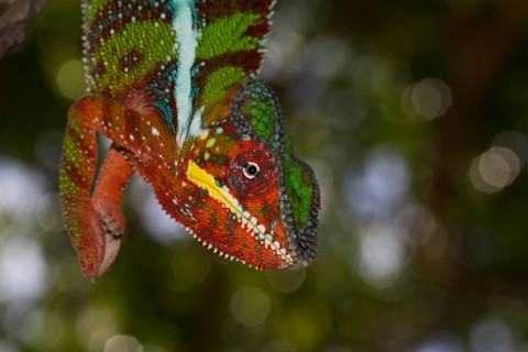 Panther Chameleon (Furcifer pardalis)