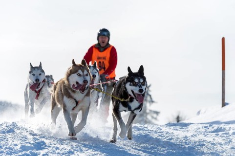 Sled dog racing