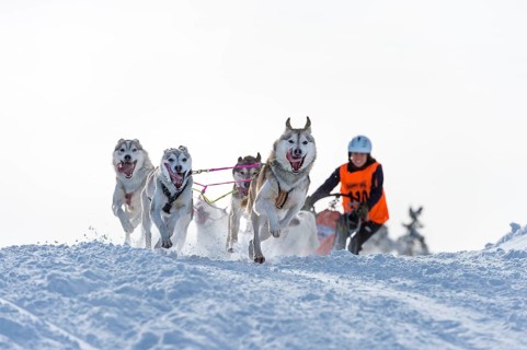 Sled dog racing