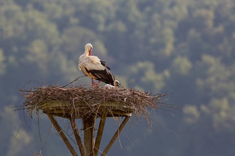 White Stork (Ciconia ciconia) with a begging young bird in the nest