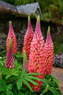 Garden bed with lupines (Lupinus) in a cottage garden