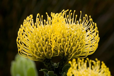 Pincushion Protea (Leucospermum spec.)