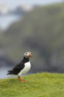 Atlantic Puffin (Fratercula arctica) adult