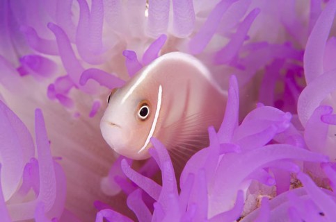 Pink Anemonefish (Amphiprion perideraion)