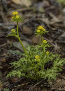 Laceleaf sanicle (Sanicula laciniata)