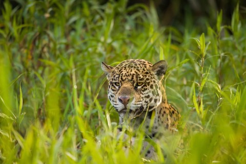Jaguar (Panthera onca)
