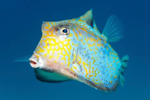 Humpback turretfish (Tetrosomus gibbosus)