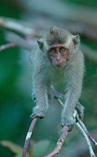 Crab-eating Macaque (Macaca fascicularis)