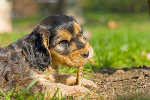 Cocker Spaniel