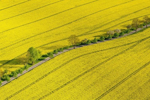 Blooming rapeseed fields avenue