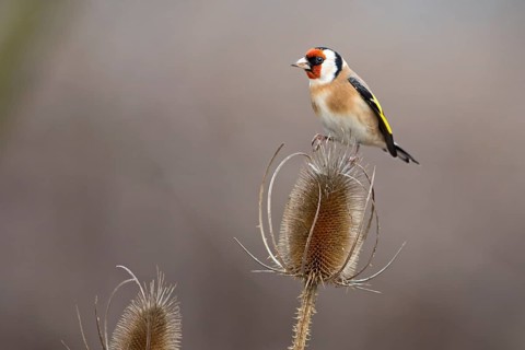 Goldfinch (Carduelis carduelis)