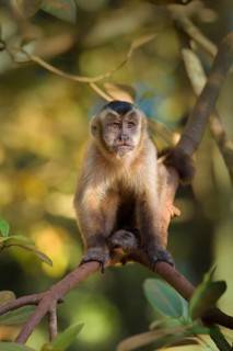 Tufted Capuchin (Cebus apella)