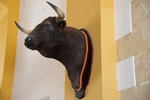 Bull's head as a trophy in the bullring