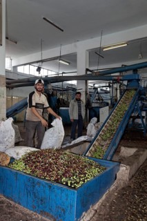 Man emptying bags of olives into containers