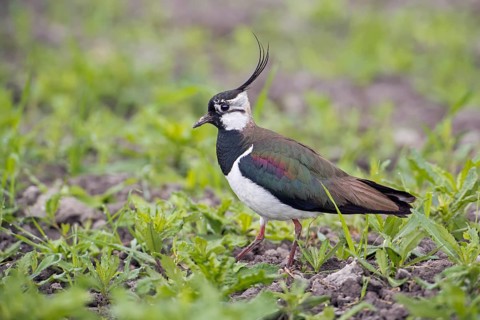 Lapwing (Vanellus vanellus)