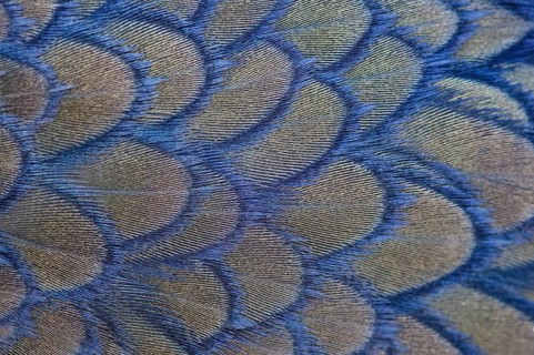 Feathers of a Cape Cormorant (Phalacrocorax capensis)