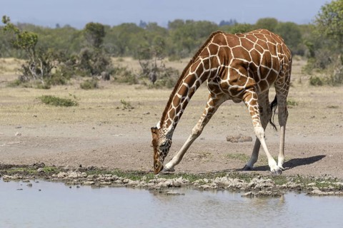 Reticulated Giraffe (Giraffa camelopardalis reticulata) adult