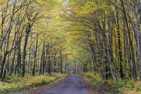 Forest track in autumn