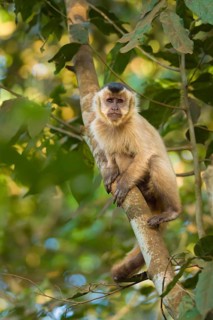 Tufted Capuchin (Cebus apella)