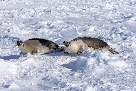 Harp Seals or Saddleback Seals (Pagophilus groenlandicus