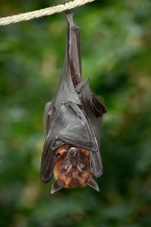 Flying fox (Pteropus sp.)