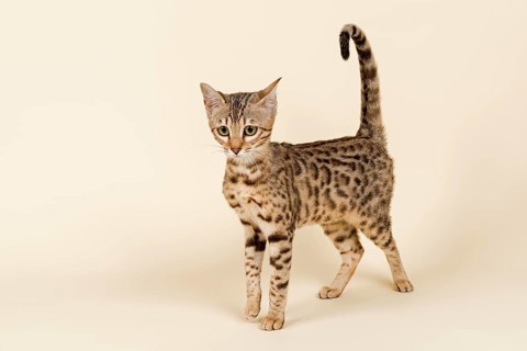Bengal Kitten