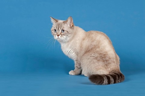 Selkirk Rex cat